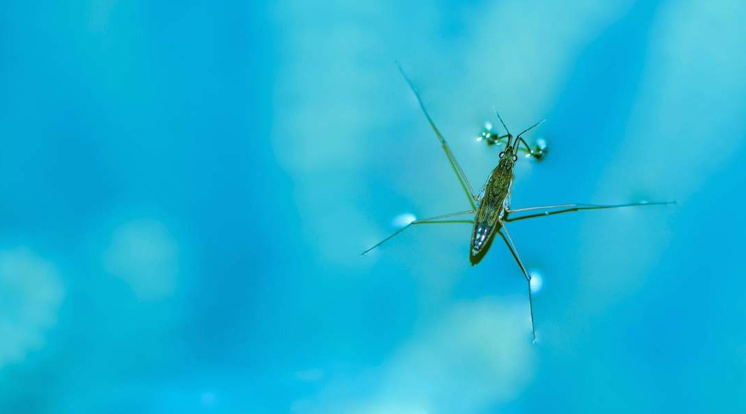 Guide to eliminating bugs from your swimming pool